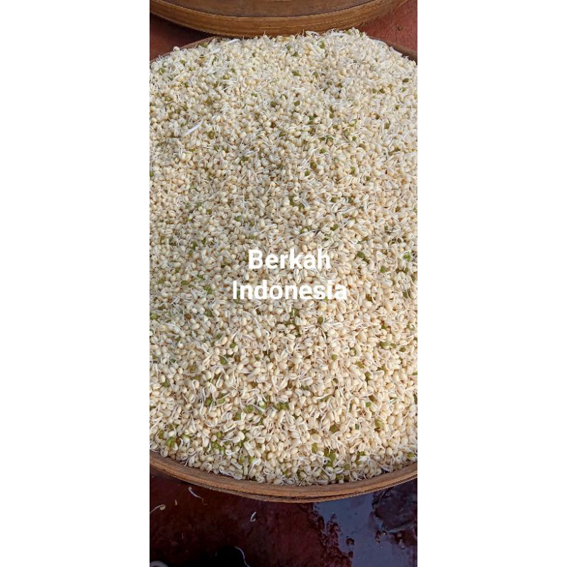 

Kecambah Pendek 500 gram