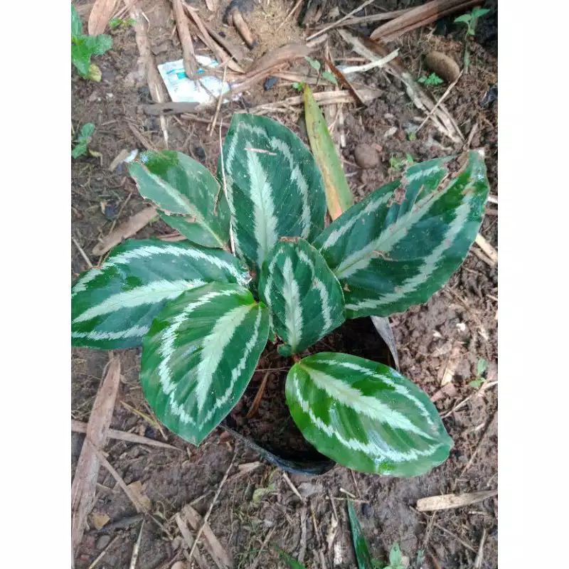 Tanaman Hias indoor Calatea Silver Back - Silverblack Kalateaa murah