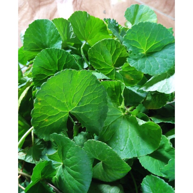 

daun pegagan segar 1kg