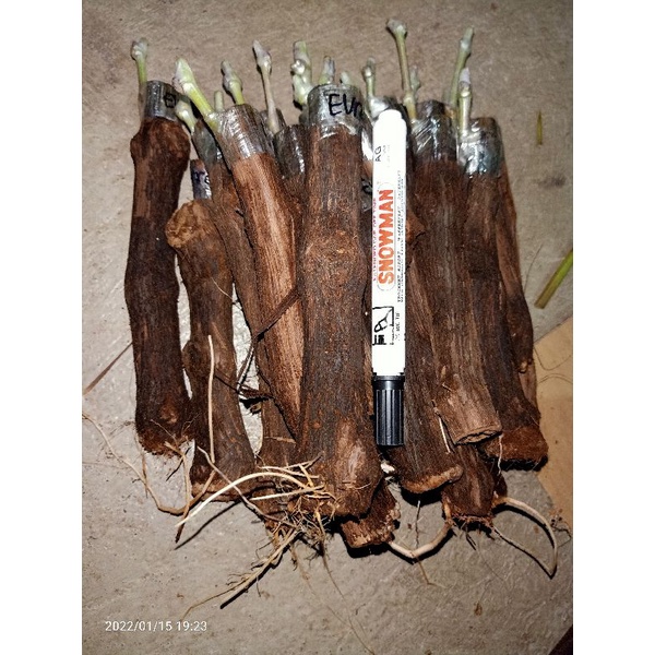 1 BIBIT ANGGUR IMPORT COD
