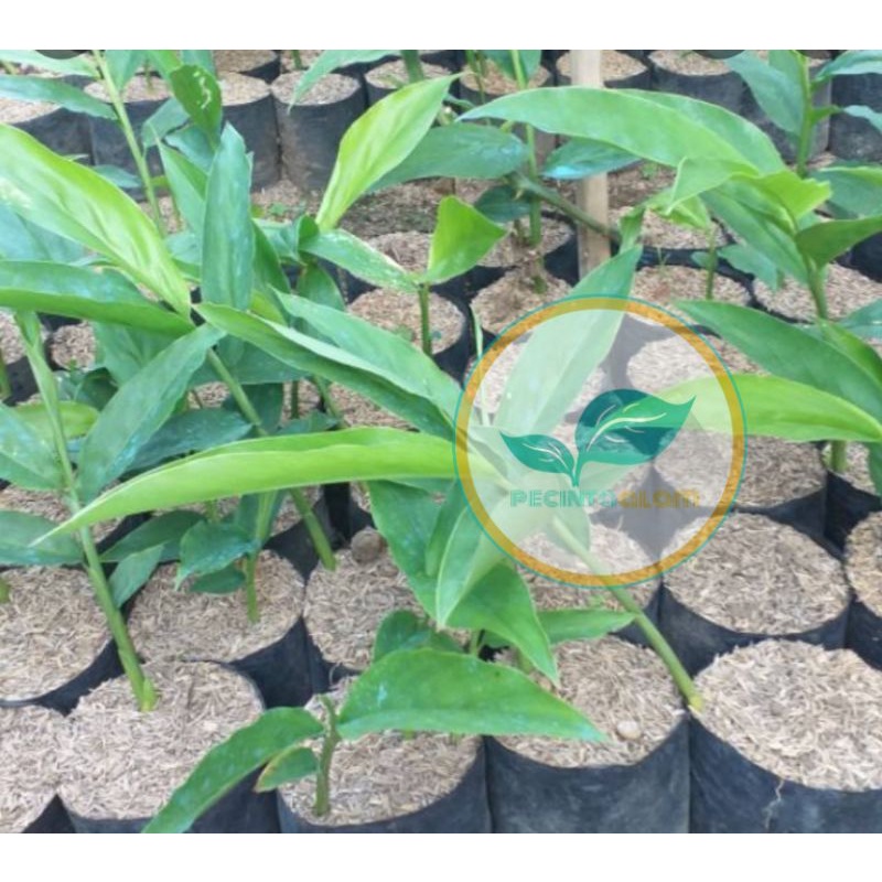 Bibit tanaman lengkuas/Pohon lengkuas laos merah