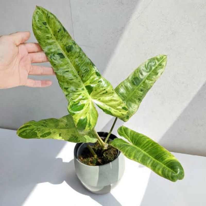 tanaman philodendron Paradiso varigata verde daun 4#philodendronparaisoverde