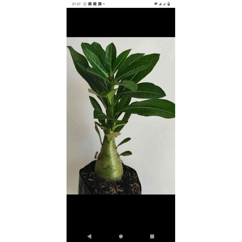 ADENIUM KAMBOJA BONGGOL BESAR