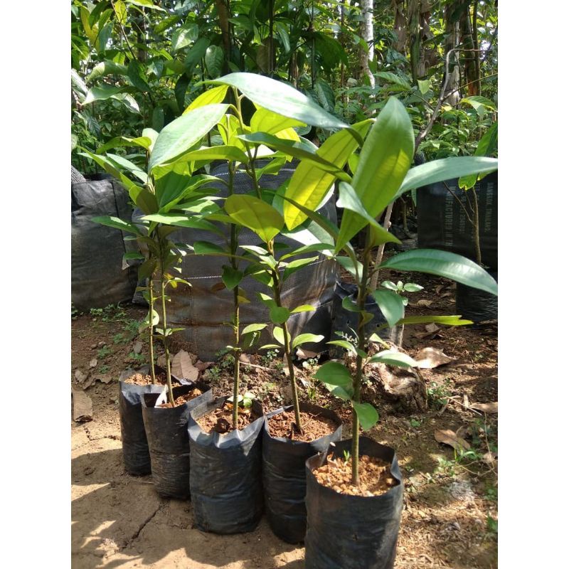 Bibit Kayu Manis Genjah Cepat Berbuah