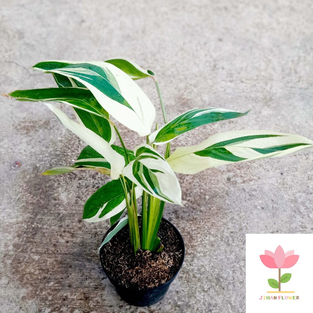 TANAMAN HIAS maranta arundinacea variegata |  MARANTA SAGU