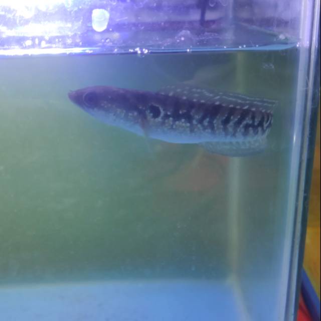 Channa asiatica rsws uk14cm