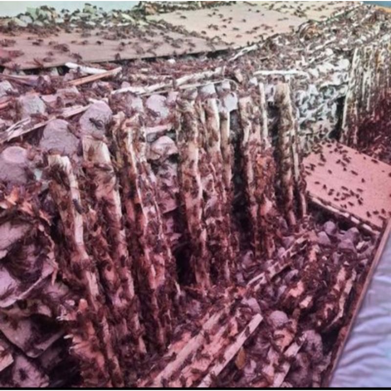 Jangkrik hidup murah