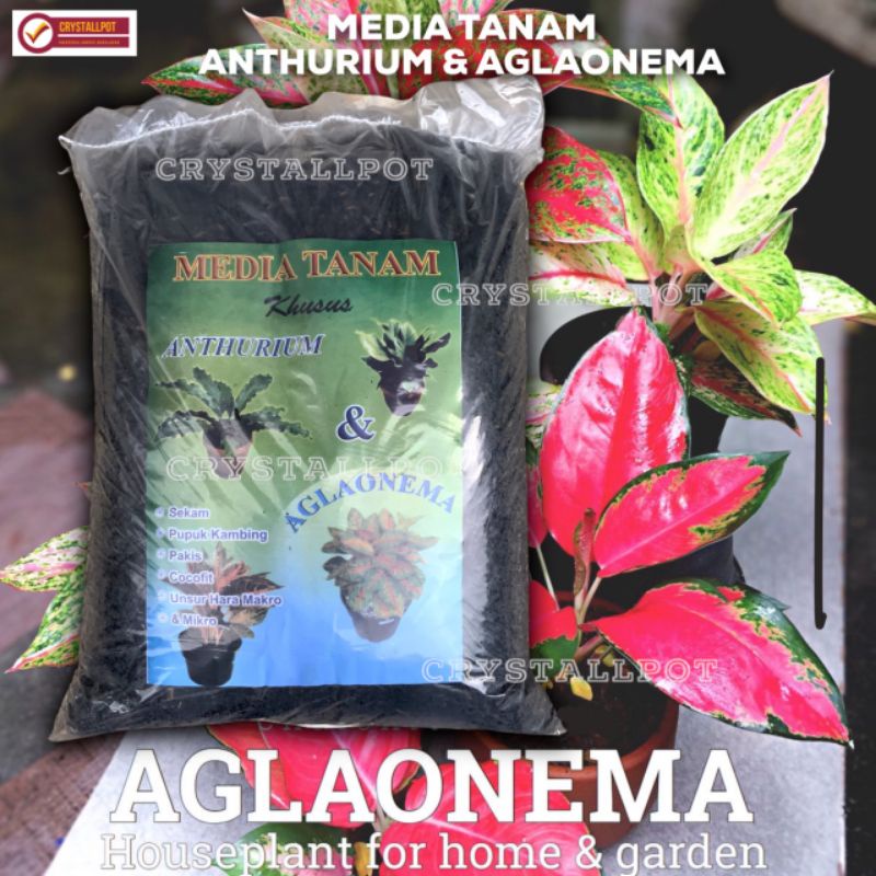 MEDIA TANAM ORGANIK KHUSUS ANTHURIUM AGLAONEMA SIAP PAKAI - AGLAONEMA ANTHURIUM