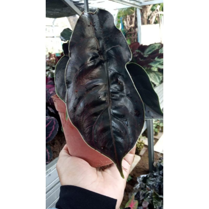 Alocasia Azlanii
Import Thailand