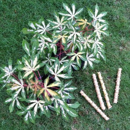 MINIMAL PEMBELIAN 50RB SINGKONG VARIGATA POHONG VARIEGATA