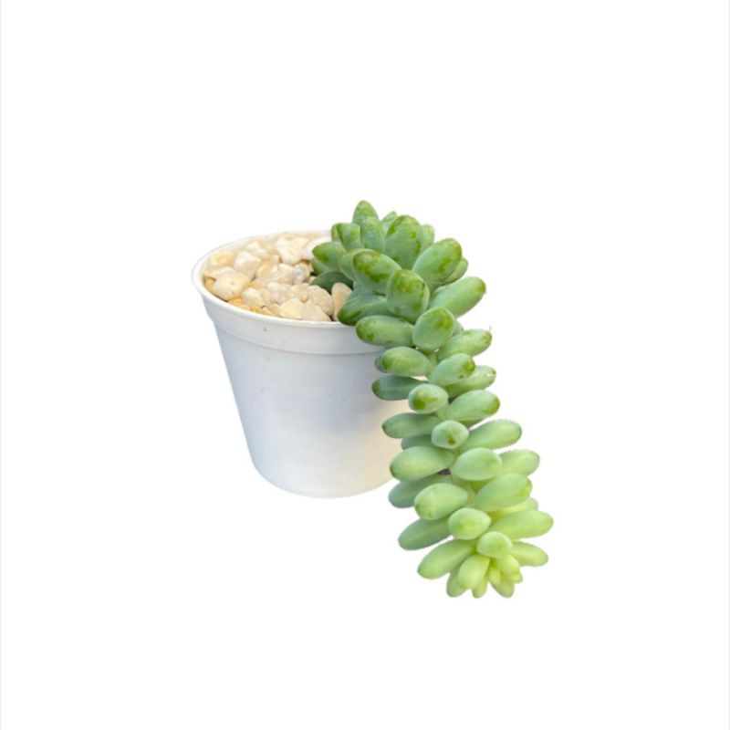 Sukulen Sedum Burrito Donkey Tail