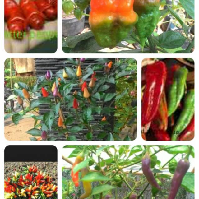 1 Paket Benih Cabe Hias Aman Konsumsi 5
