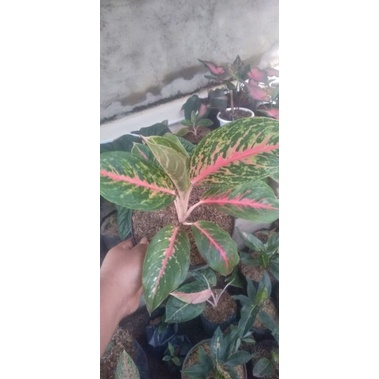 aglaonema big papa