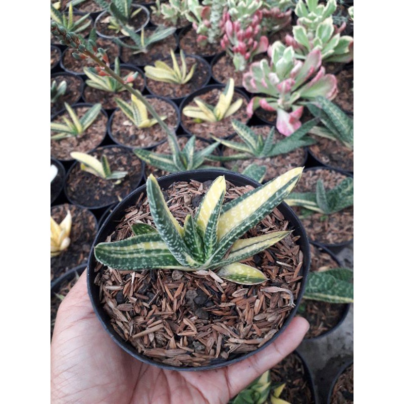 GASTERIA
