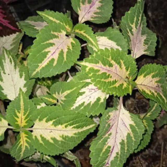 TANAMAN HIAS MIANA Hijau/Ping/Putih.