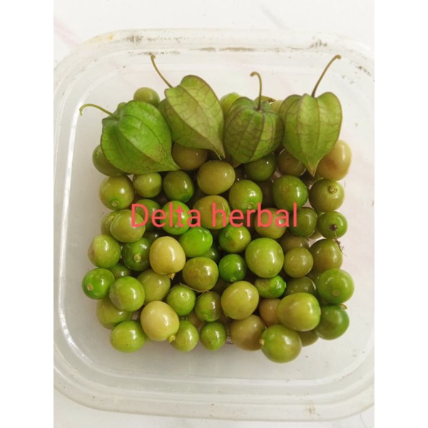 

Buah ciplukan/ cecendet satu paket isi 10 biji