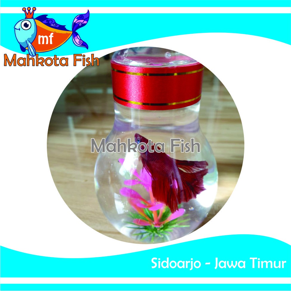 Botol Ikan Hias | Botol Cupang | Botol Mini