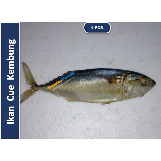 

Ikan Cue Kembung | Size M [ Harga Per PCS ]