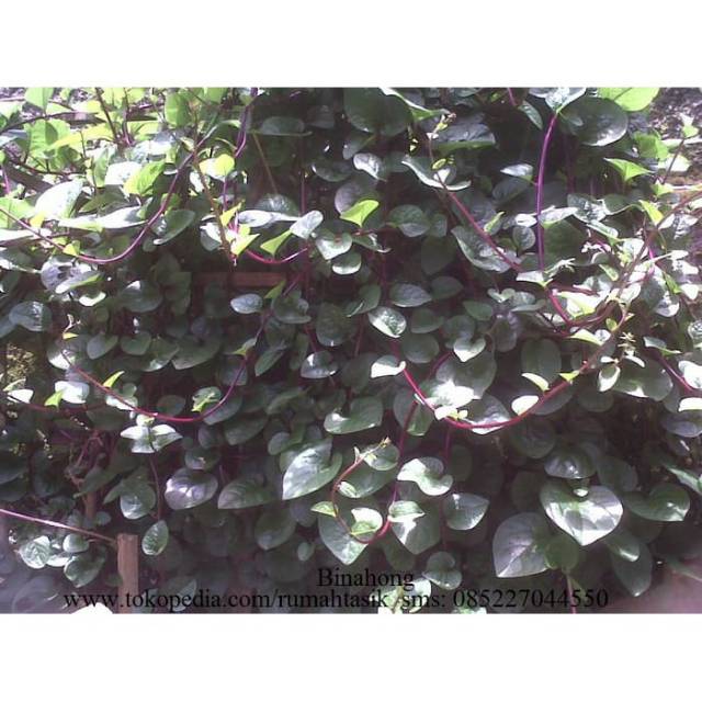 

Daun binahong segar - Heartleaf maderavine madevine / Deng san chi)