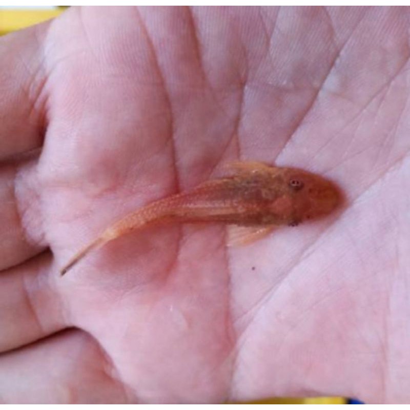 Ikan Hias Sapu- Sapu Albino