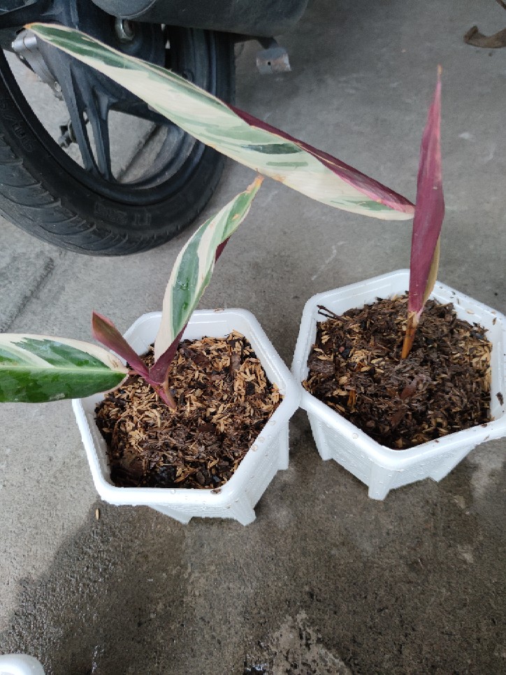 Tanaman Hias Syngonium Rayi