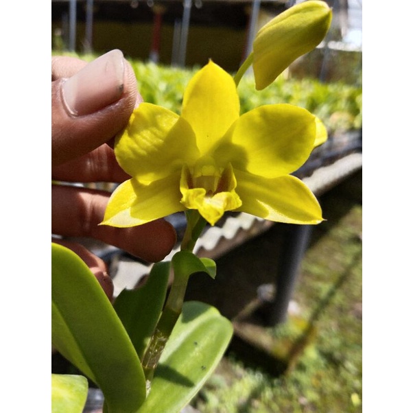 Dendrobium sure gold thailand