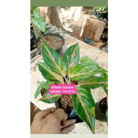 PROMO-Tanaman hias aglonema margaret-Aglonema-aglonema margaret-PROMO Aglonema termurah margaret-