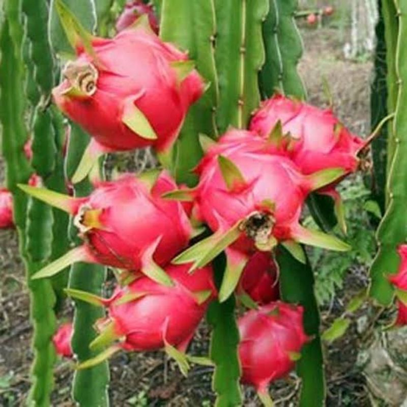 Benih Biji Buah Naga Merah