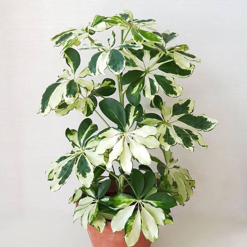 Tanaman hias Walisongo varigata - Walisongo varigata