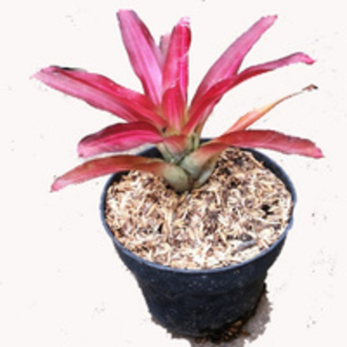 BROMELIA TRICOLOR