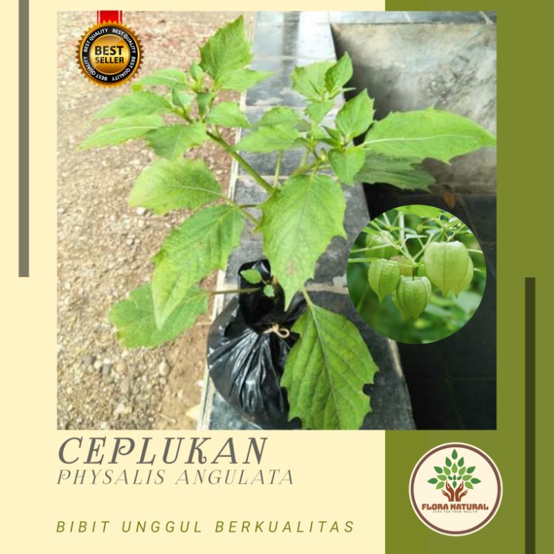 Bibit tanaman ceplukan pohon ceplukan / Tanaman cecendet pohon cecendet