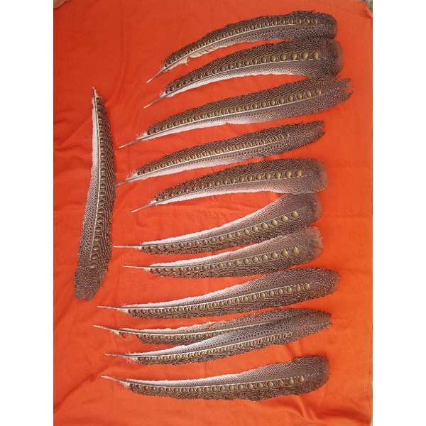 Bulu burung ruai panjang