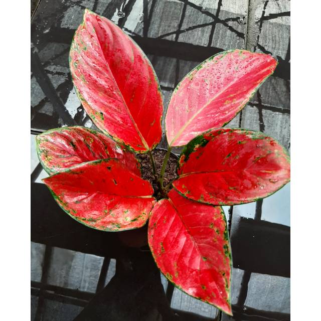 Tanaman Hias Aglaonema / Aglaonema Red Venus