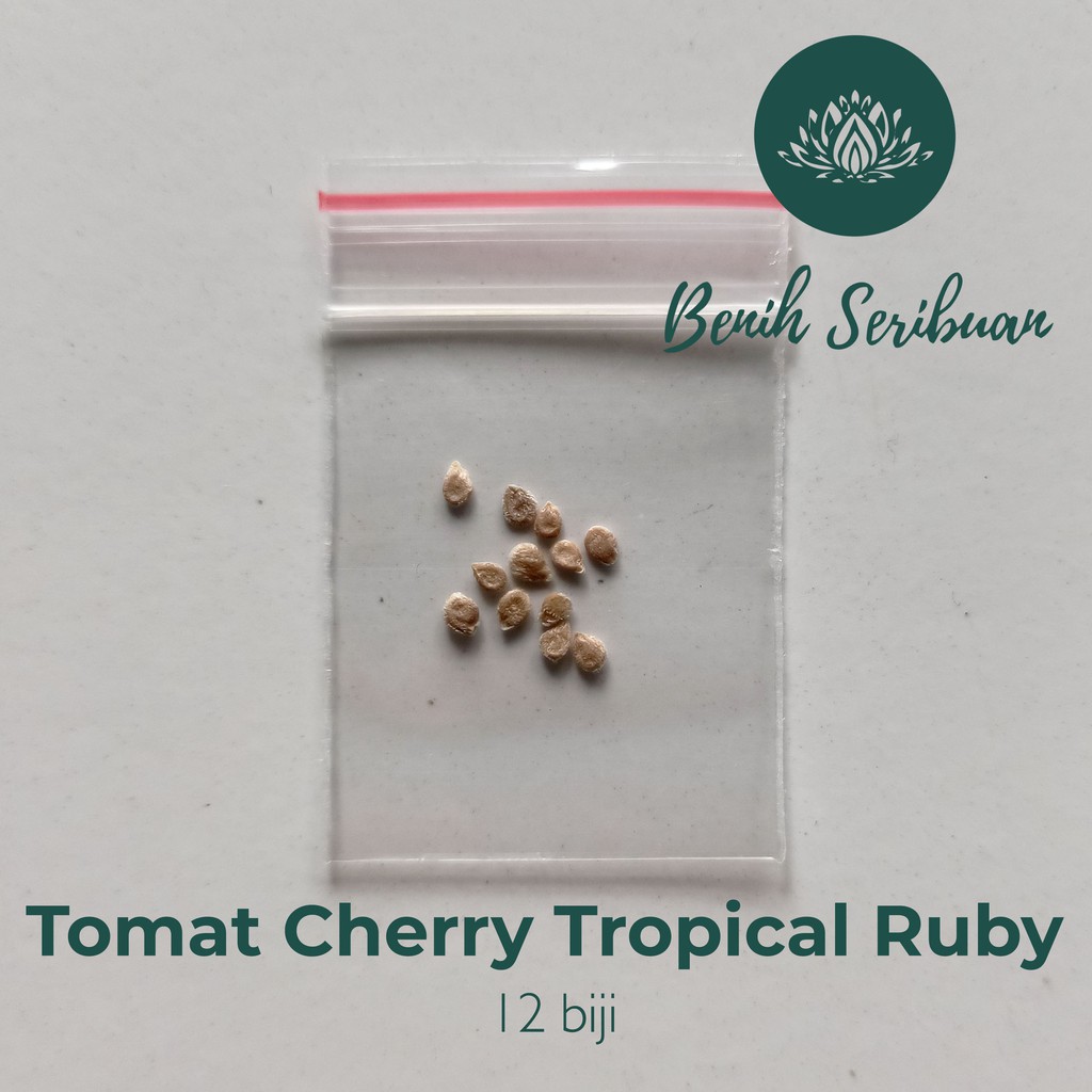 12 Bibit Tomat Cherry Tropical Ruby Benih Sayuran Chery Super Buah Ceri Tanaman Hias Sayur Seribuan