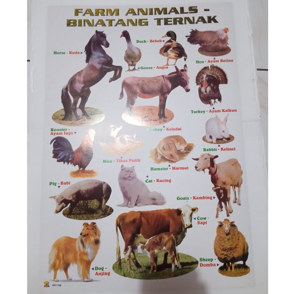Poster Tema Hewan - Hewan Ternak