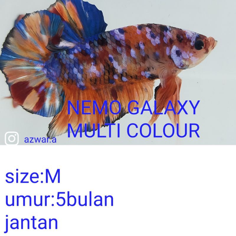 ikan cupang Nemo galaxy multi colour