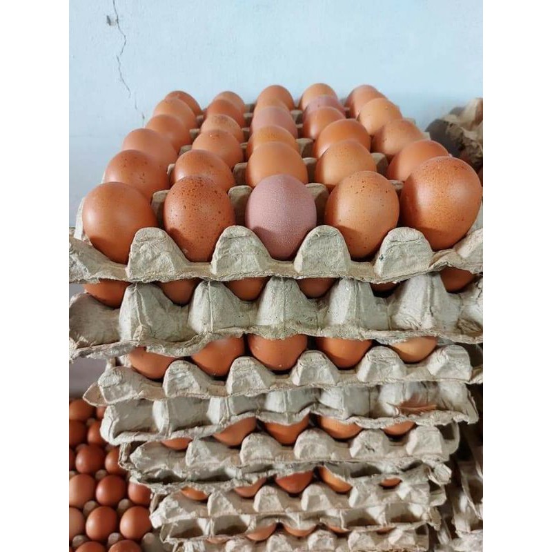 

Telur ayam
