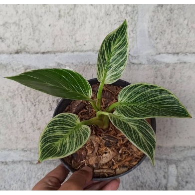 PHILODENDRON BIRKIN TANAMAN PILOW BIRKIN MURAH TANAMAN BERKUALITAS BUNGA HIAS