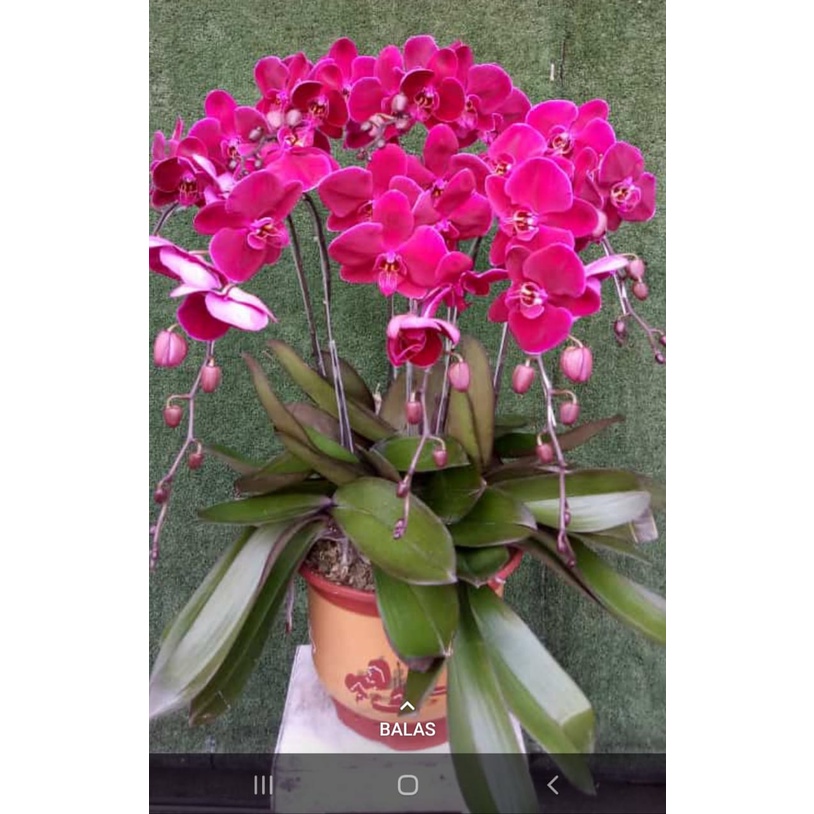 angbul koleksian remaja