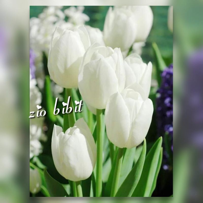 Bibit Benih Bunga Tulip Putih Asli Holland Belanda