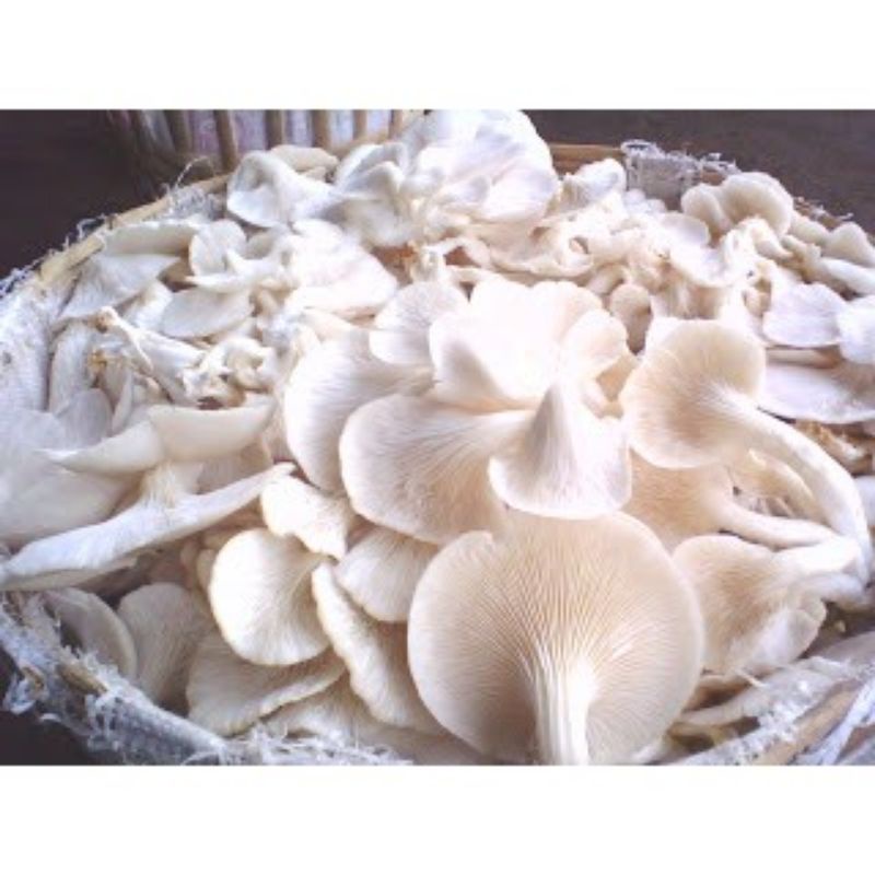 

Jamur tiram
