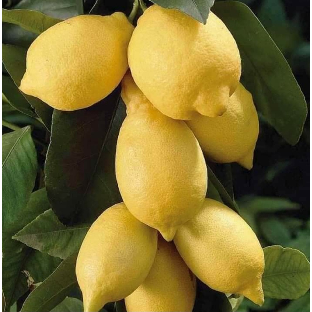 Bibit Unggul Tanaman Jeruk Lemon/Bibit Jeruk Lemon/HASIL OKULASI/