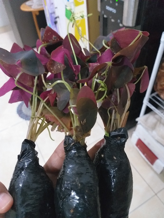 Promo Tanaman Hias Daun Kupukupu Ungu Kupu Kupu Oxalis Tanaman Unik
