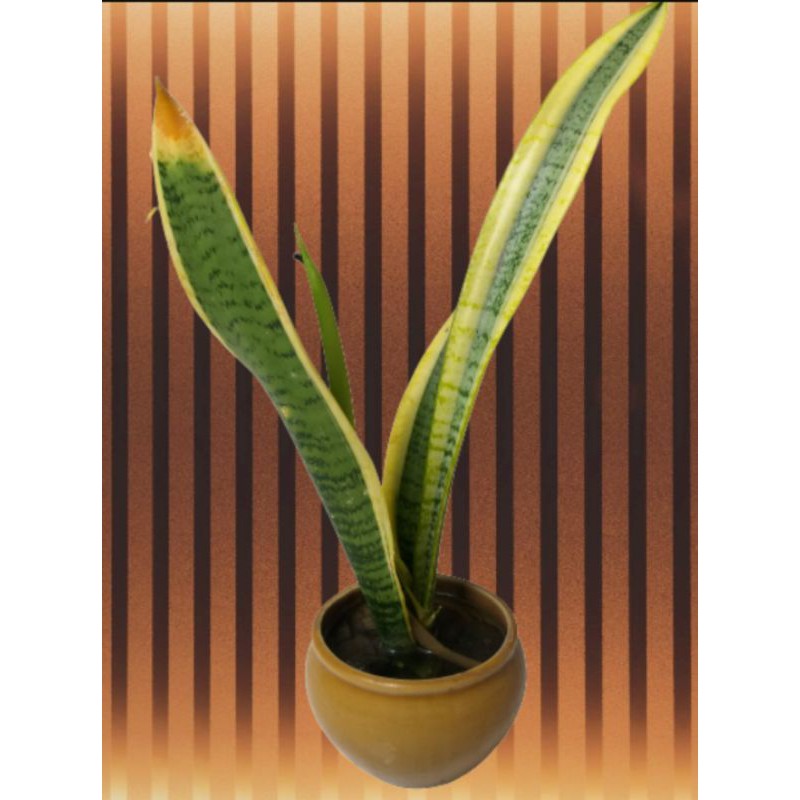 Sanseivera ( Lidah Mertua ) Strip Kuning