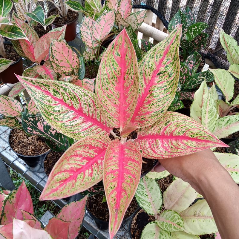 Aglonema Red Legacy Dewasa Daun 6-7-8