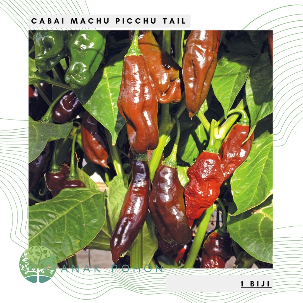 Benih Bibit Biji - Cabai Machu Picchu Tail Cabe Pepper Seeds