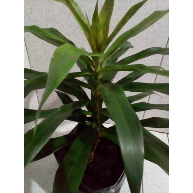 Tanaman daun suji / suji