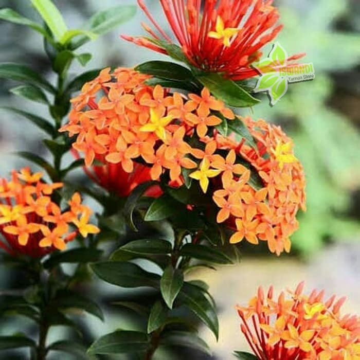 tanaman hias asoka - bunga asoka - bibit soka mini jepang