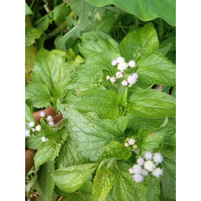 

daun bandotan segar 1000gr obat herbal