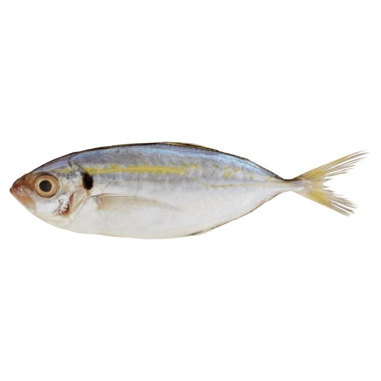 

Ikan Selar per ekor 0.2 kg